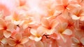 orange Plumeria frangipani flowers