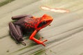 Orange poison dart frog, Ameerega silverstonei