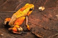 Orange poison dart frog Oophaga histrionica from the tropical rain forest of Colombia Royalty Free Stock Photo