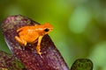 Orange poison dart frog poison dart frog on leaf