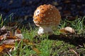 An orange polka dot mushroom in the woods Royalty Free Stock Photo
