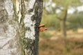 Orange Polypore growing on the tree trunk Royalty Free Stock Photo