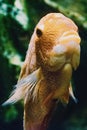 Orange Pomacentridae fish Royalty Free Stock Photo