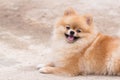 Orange pomeranian smile sitting at outdoor.