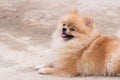 Orange pomeranian smile sitting at outdoor.