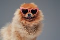 Orange pomeranian spitz dog with sunglasses and chain