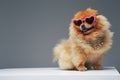 Orange pomeranian spitz dog with sunglasses and chain