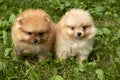 Orange Pomeranian Spitz puppies are sitting on green grass