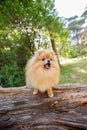 Orange Pomeranian standing on a log in the forest.