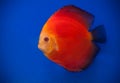 red discus