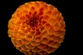 Orange Pompom Dahlia Blooming Royalty Free Stock Photo