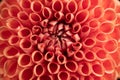Orange pompon dahlia center close up of petals