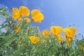 Orange Poppies