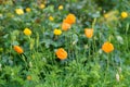 Orange poppies field. Yellow poppy with green leaves. Poppy flowers in spring or summer bloom. Flowers blossoming Flower Royalty Free Stock Photo