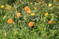 Orange poppies field. Yellow poppy with green leaves. Poppy flowers in spring or summer bloom. Flowers blossoming Flower Royalty Free Stock Photo