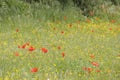 Orange poppies, Lourmarin, Vaucluse, Provence-Alpes-CÃÂ´te d`Azur