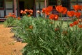 Orange Poppies - Square Foot Garden