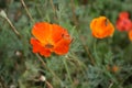 Orange poppies on a sunny day.