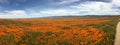 Orange poppies and white clouds California