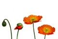 Orange poppy