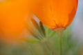 Orange Poppy