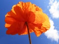 Orange poppy