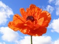 Orange poppy