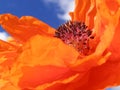 Orange poppy