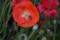 Bee Forages on Orange Flanders Poppy