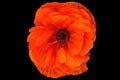 Orange poppy flower. Poppies are herbaceous plants,