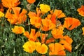 Orange poppy flowers as a background Royalty Free Stock Photo