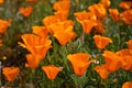 Orange poppy flowers Royalty Free Stock Photo