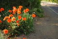 Orange poppy flowers on grow by the sunny road Royalty Free Stock Photo