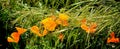 Orange poppy flowers long grass Royalty Free Stock Photo