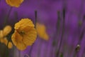 Orange poppy