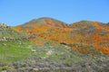 Orange Poppy Super Bloom Visitors On and Off the Trail at Walker Canyon in Lake Elsinore, CA