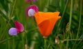 Orange poppy among wildflowers Royalty Free Stock Photo