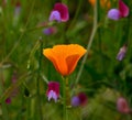 Orange poppy among wildflowers Royalty Free Stock Photo