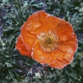 Orange poppy withering Royalty Free Stock Photo