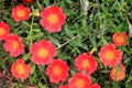 Orange Portulaca Flowers Royalty Free Stock Photo