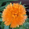 An orange Pot Marigold. Aerial view. Royalty Free Stock Photo