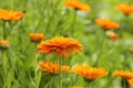 Orange pot marigold bloosom - Calendula officinalis field