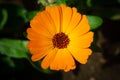 Orange Pot marigold or English marigold Calendula officinalis flower on leaf background. Soft colors Royalty Free Stock Photo