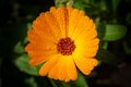 Orange Pot marigold or English marigold Calendula officinalis flower on leaf background. Soft colors Royalty Free Stock Photo