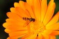 Orange pot marigold flower in close up with hoverfly