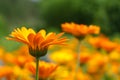 Orange Pot Marigold flowers on blur meadow background. Calendula officinalis medicinal plant. Royalty Free Stock Photo