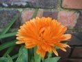 An orange Pot Marigold with red brick wall background. Royalty Free Stock Photo