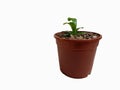 Orange pots with flower plants on