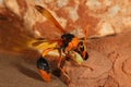 Orange Potter Wasp