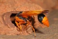 Orange Potter Wasp